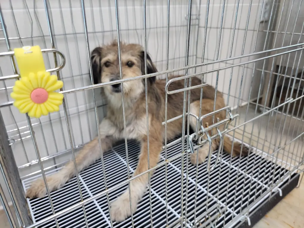 믹스견 보호중 사진