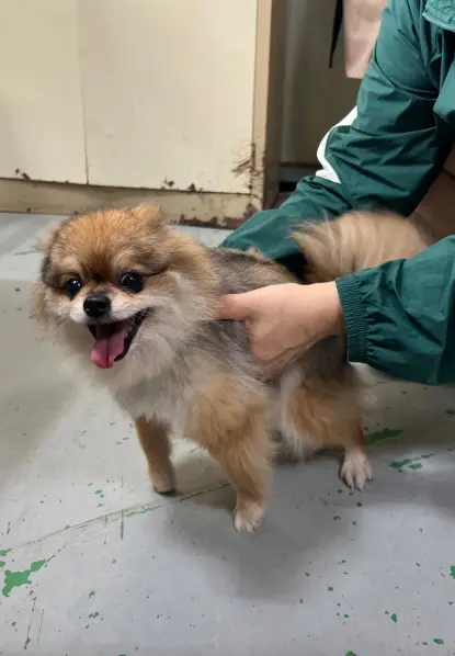 포메라니안 보호중 사진