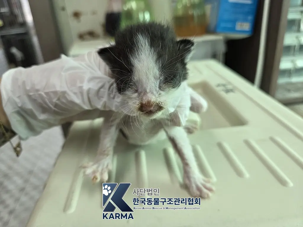 한국 고양이 보호중 사진