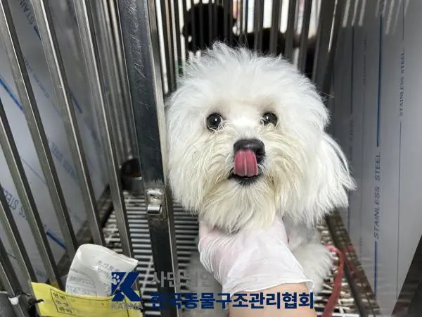 비숑 프리제 보호중 사진