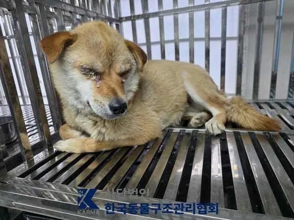 믹스견 보호중 사진