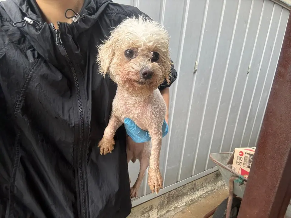 비숑 프리제 보호중 사진