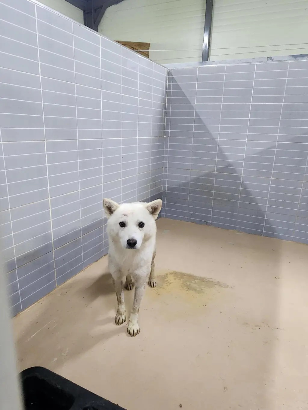 믹스견 보호중 사진