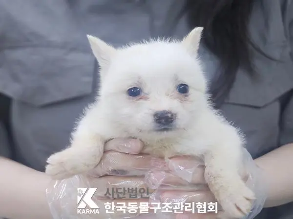 믹스견 보호중 사진