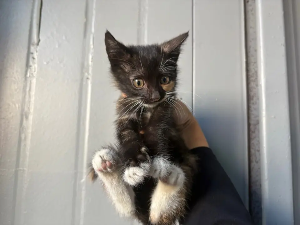 한국 고양이 보호중 사진