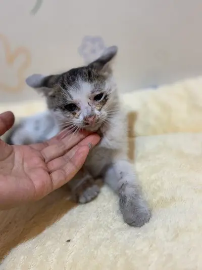 믹스묘 보호중 사진
