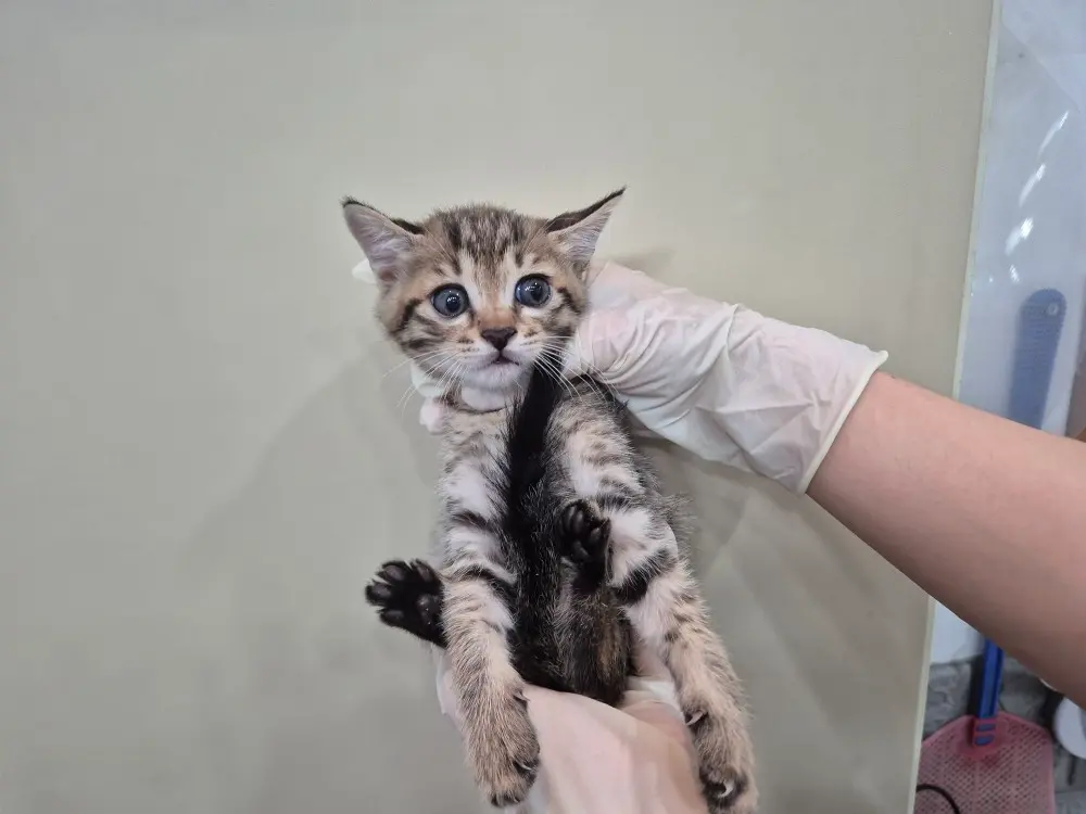 한국 고양이 보호중 사진