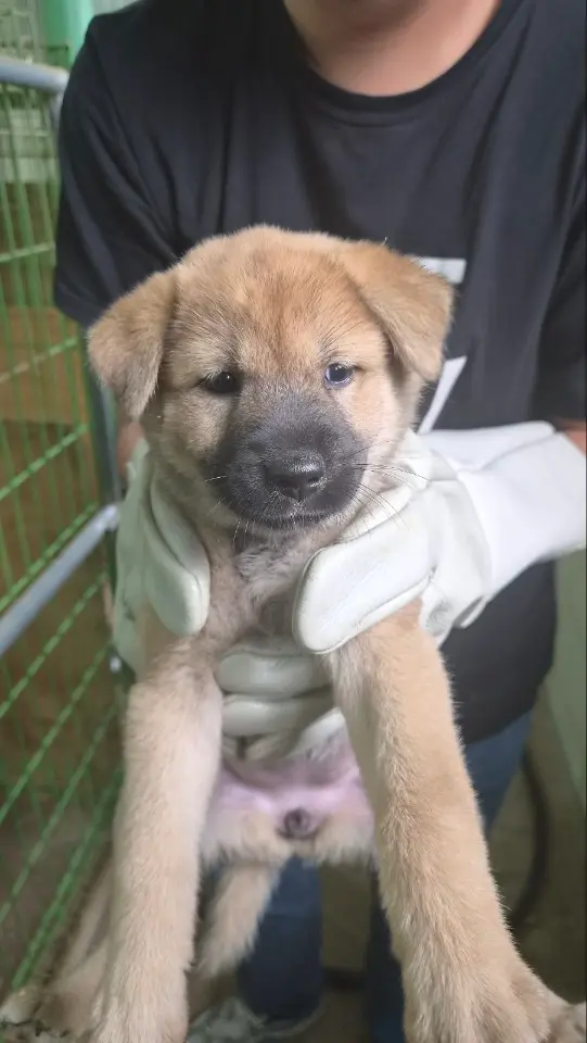 믹스견 보호중 사진