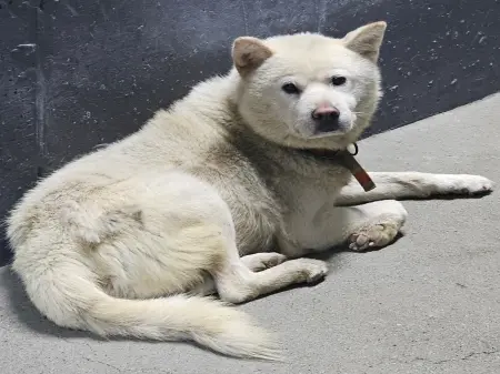 진도견 보호중 사진