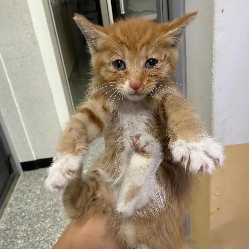한국 고양이 보호중 사진