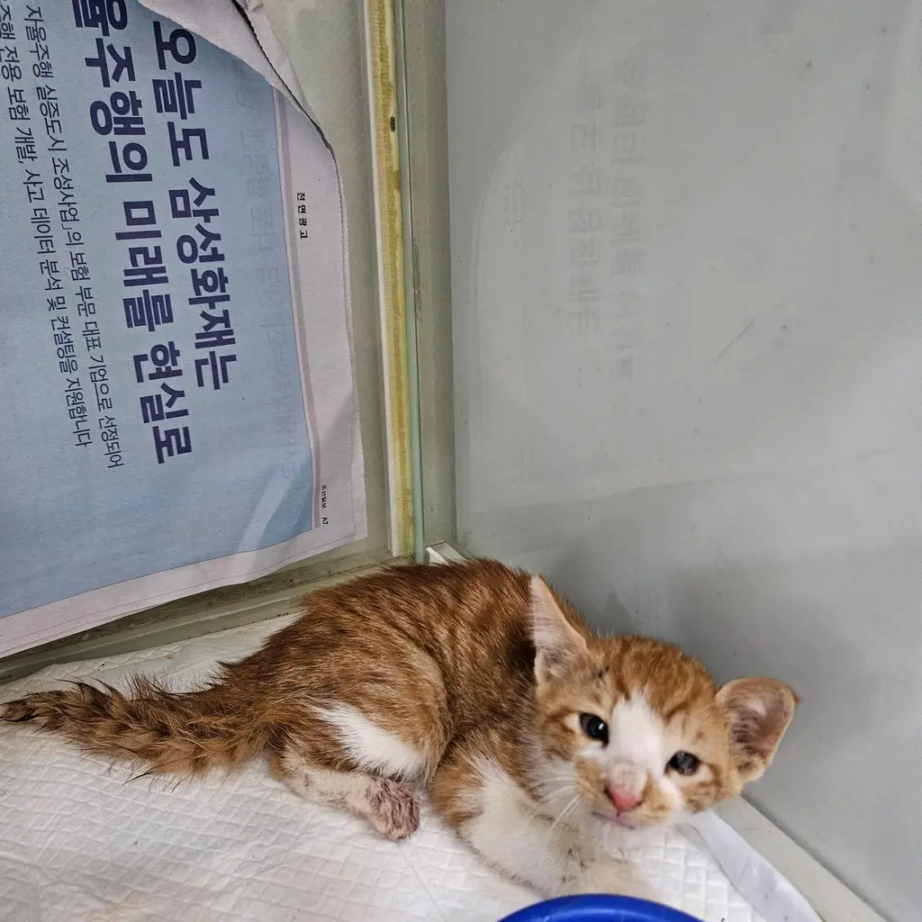 믹스묘 보호중 사진