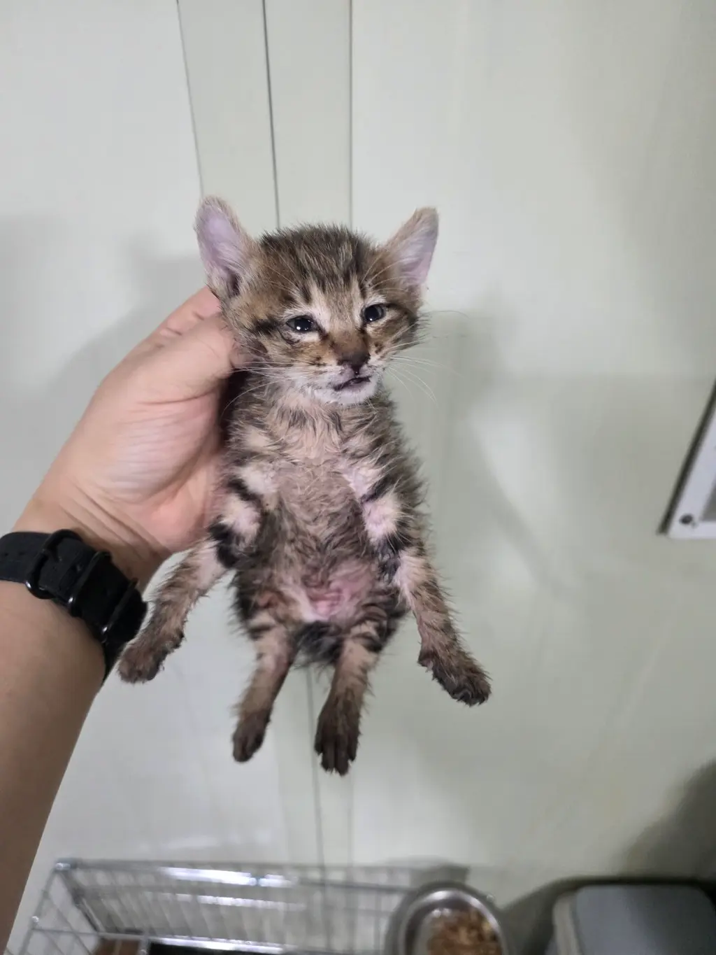 한국 고양이 보호중 사진