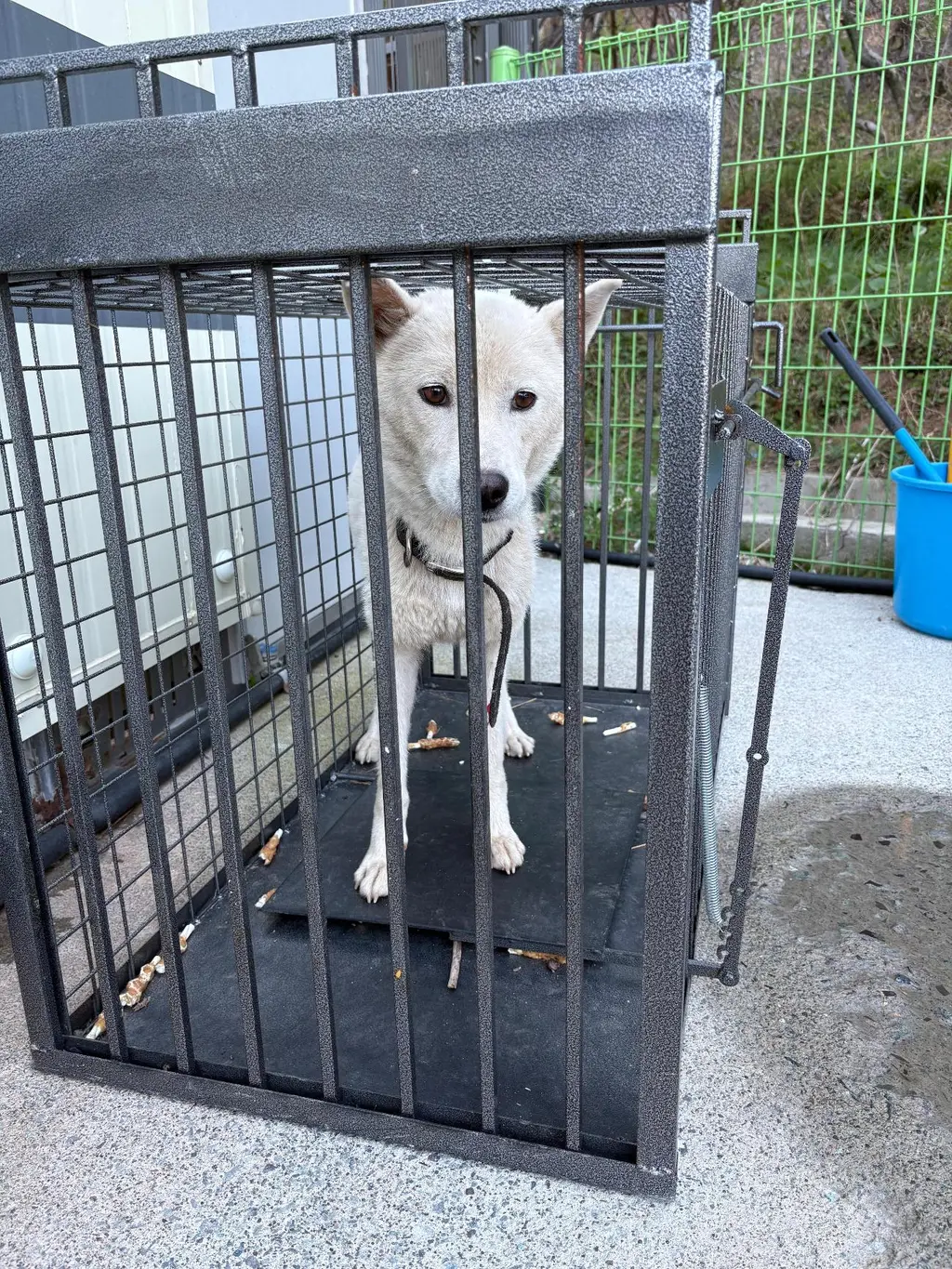 믹스견 보호중 사진
