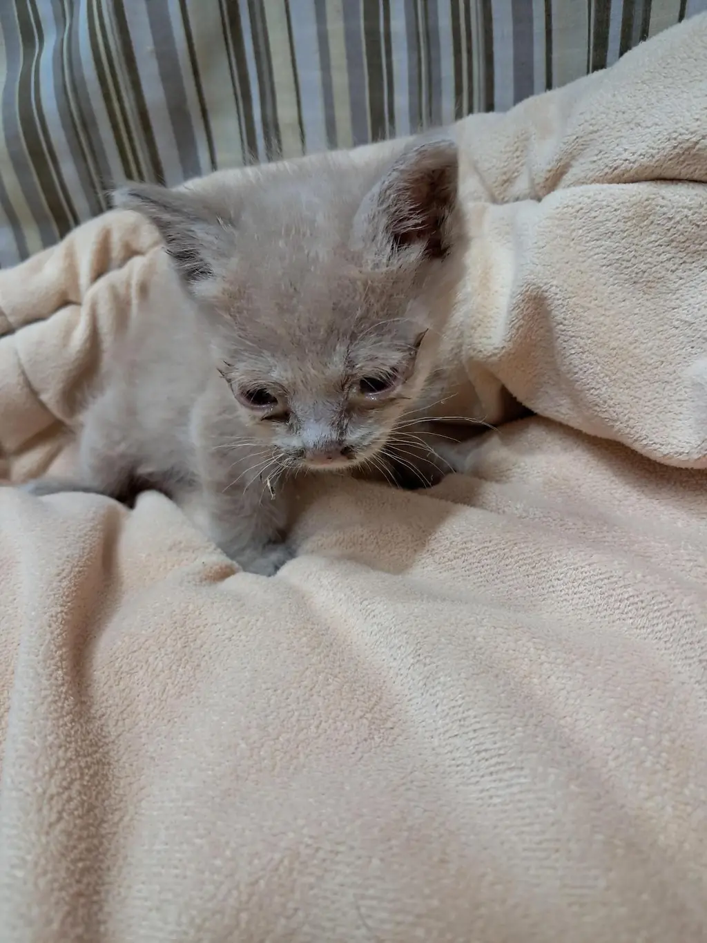 한국 고양이 보호중 사진