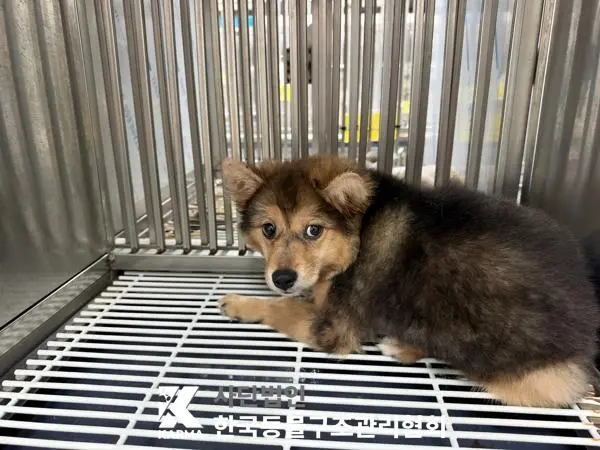 믹스견 보호중 사진