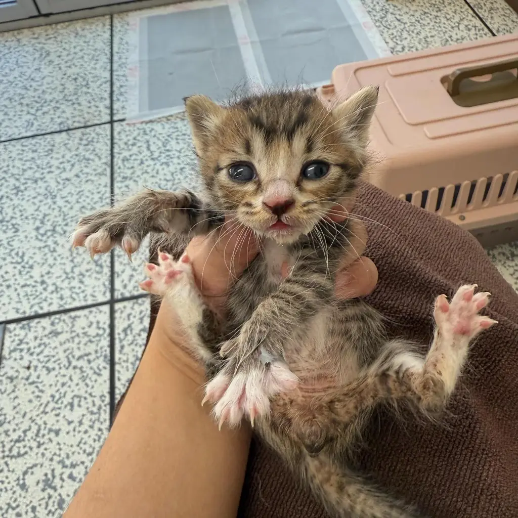 한국 고양이 보호중 사진