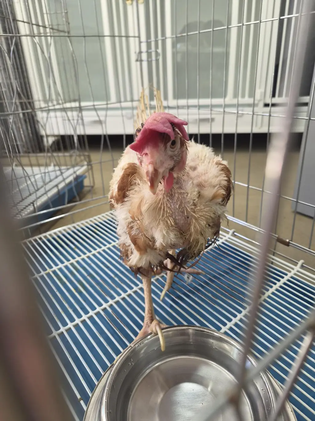 기타축종 보호중 사진