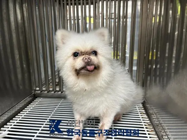포메라니안 보호중 사진
