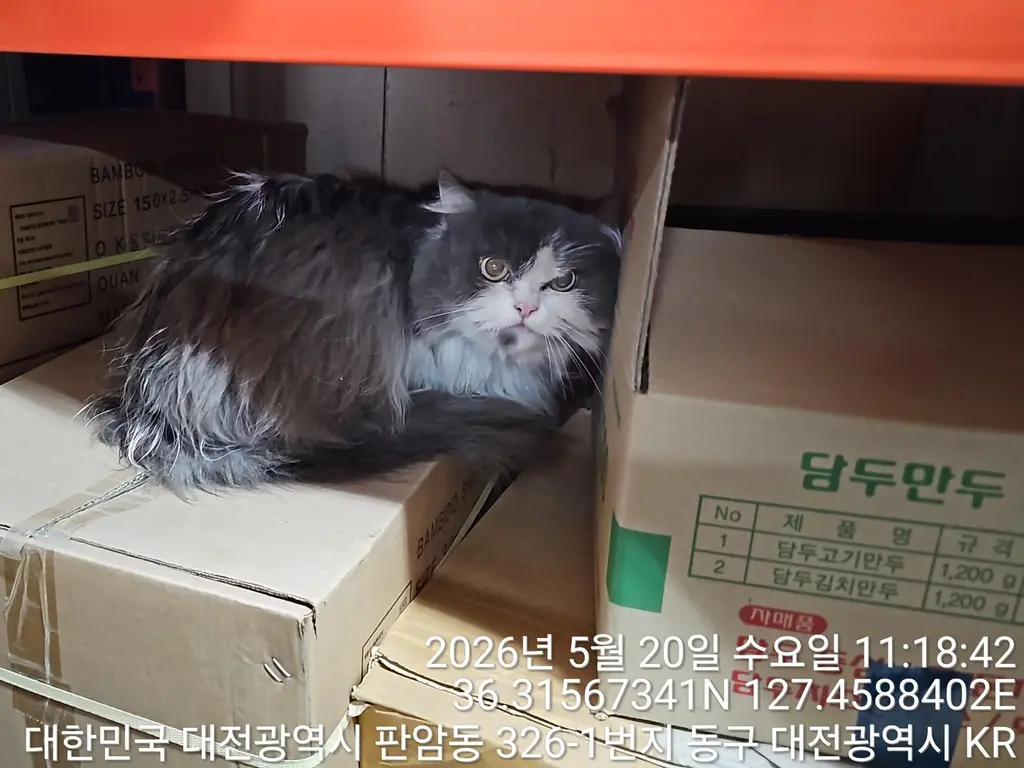 페르시안 보호중 사진