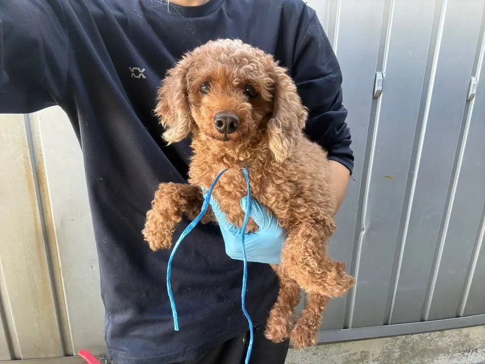 푸들 보호중 사진