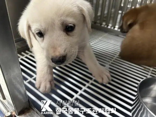믹스견 보호중 사진