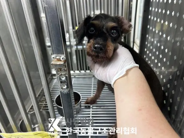 믹스견 보호중 사진