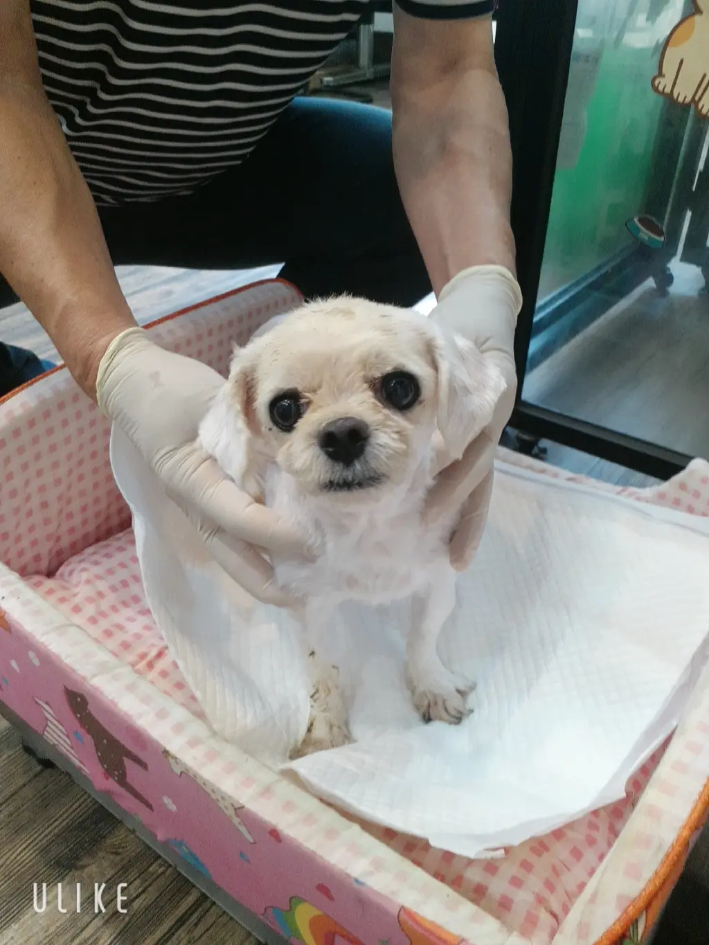말티즈 보호중 사진