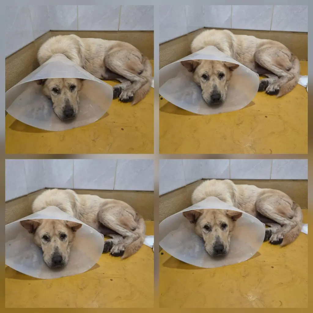 믹스견 보호중 사진