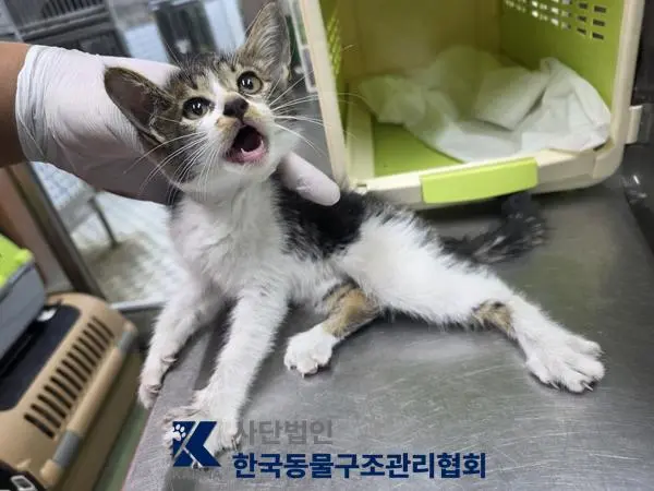 한국 고양이 보호중 사진