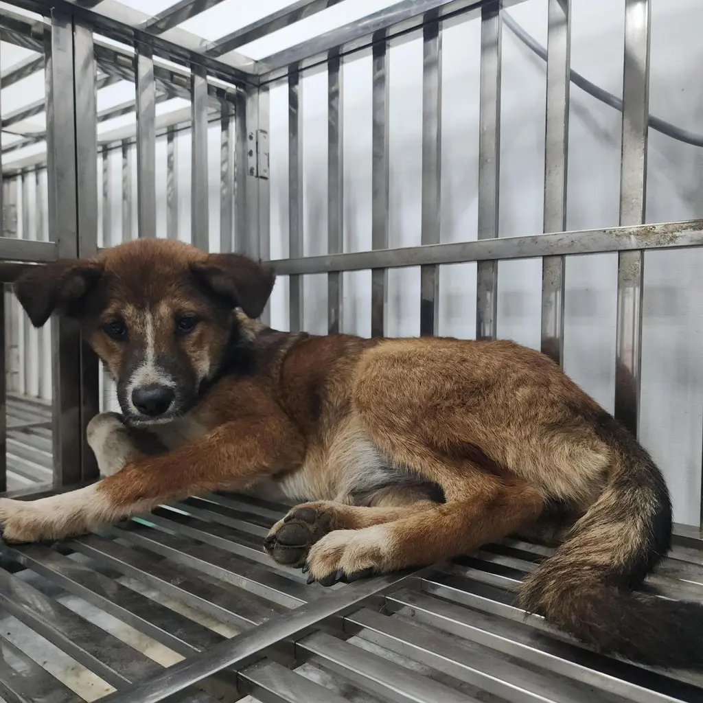 믹스견 보호중 사진