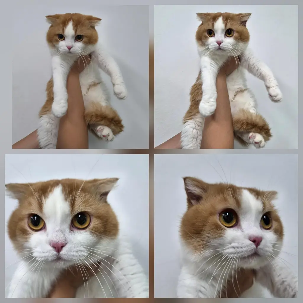 스코티시폴드 보호중 사진
