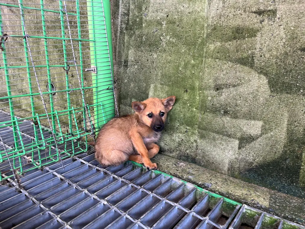 믹스견 보호중 사진