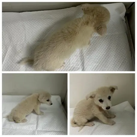 믹스견 보호중 사진