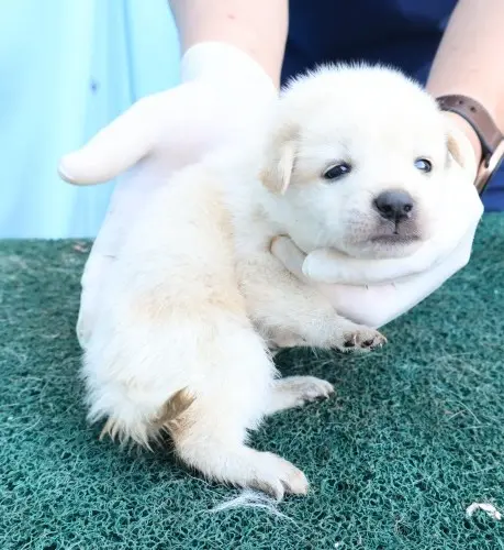 믹스견 보호중 사진