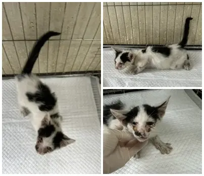 한국 고양이 보호중 사진