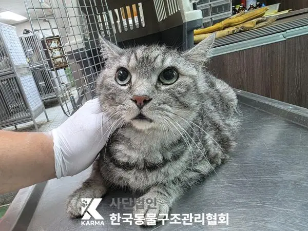 아메리칸 쇼트헤어 보호중 사진