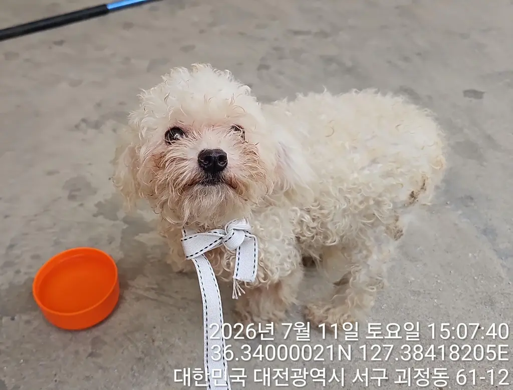 말티즈 보호중 사진