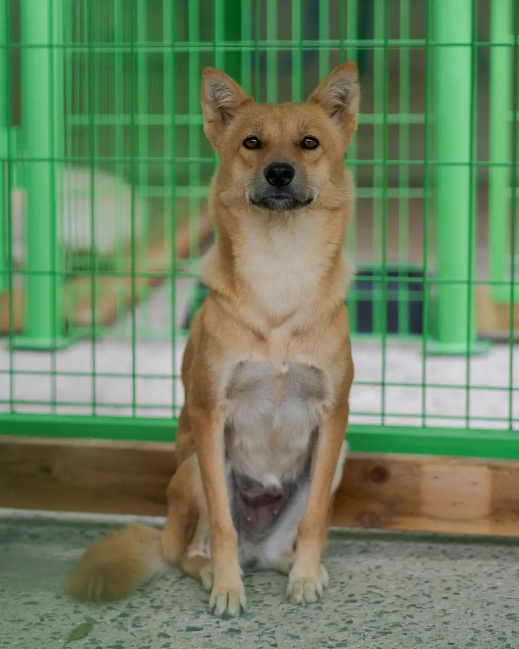 믹스견 보호중 사진