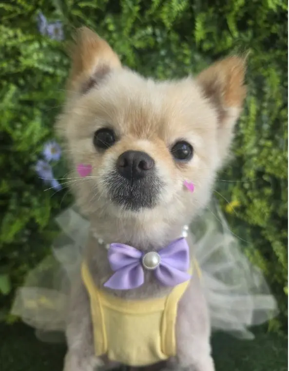 포메라니안 보호중 사진
