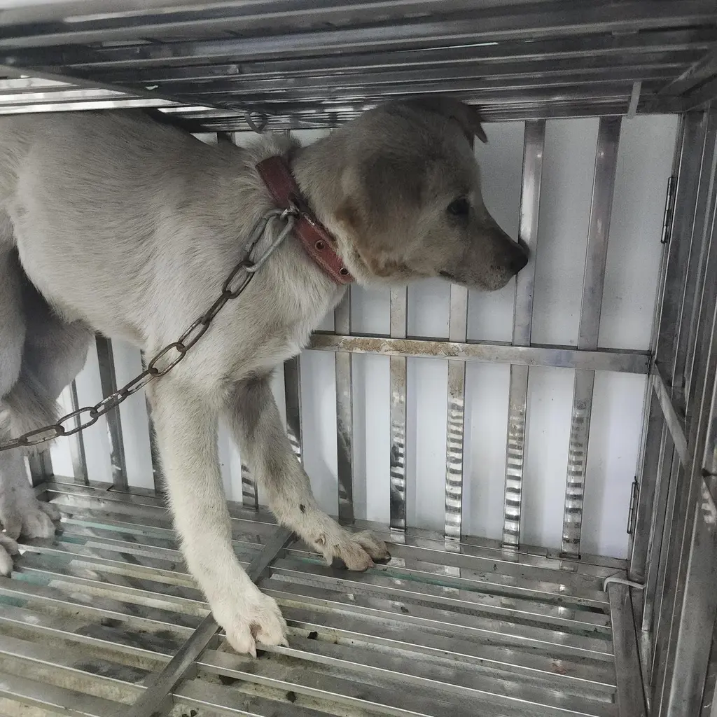 믹스견 보호중 사진