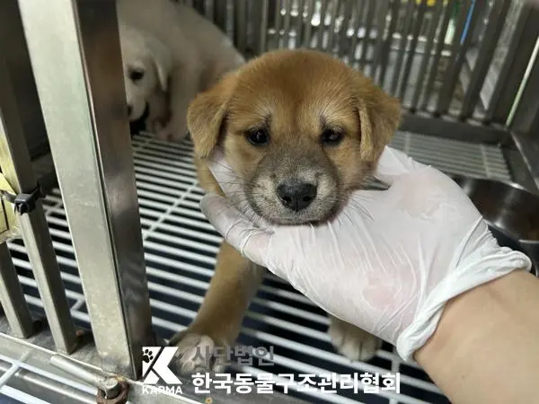 믹스견 보호중 사진