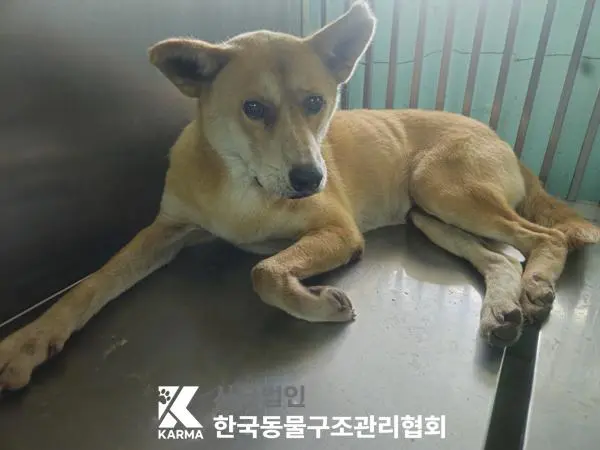 믹스견 보호중 사진