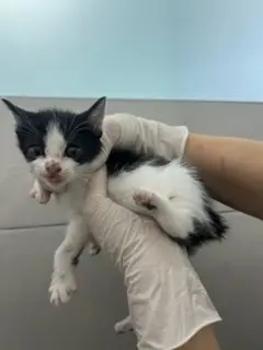 한국 고양이 보호중 사진