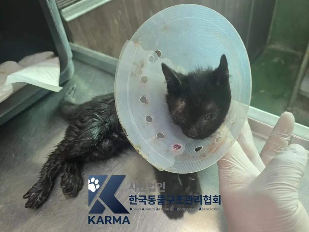 한국 고양이 보호중 사진
