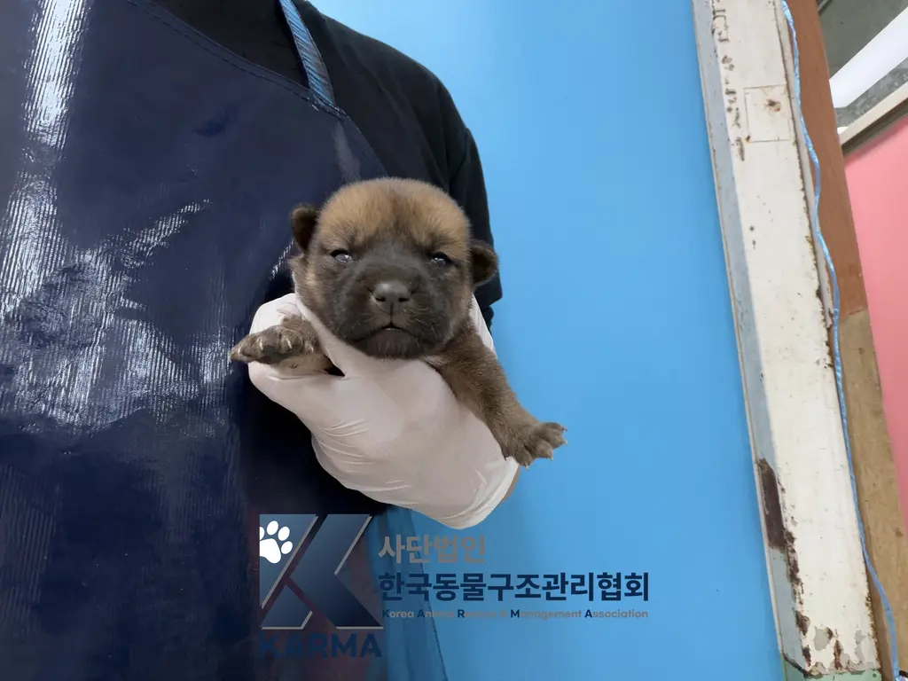 믹스견 보호중 사진