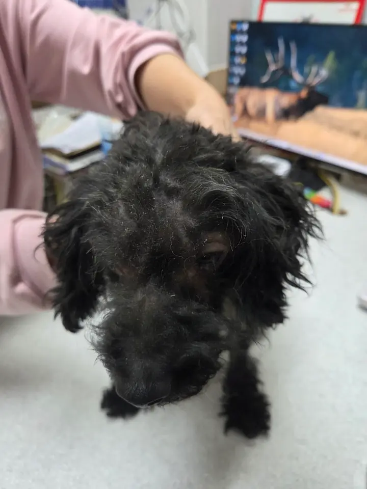 푸들 보호중 사진