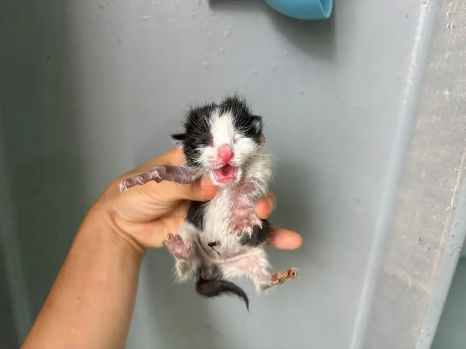 한국 고양이 보호중 사진
