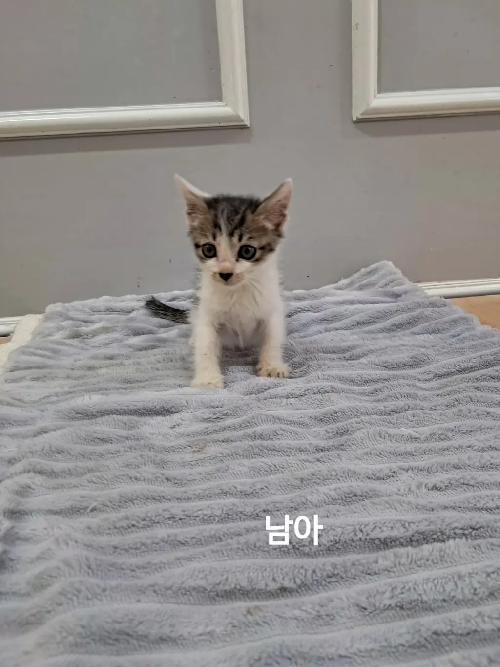한국 고양이 보호중 사진
