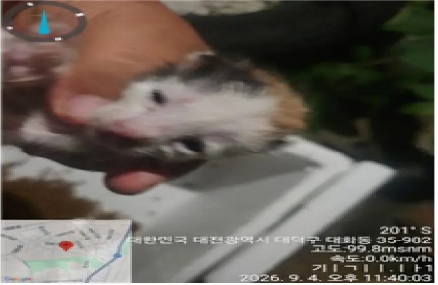 한국 고양이 보호중 사진