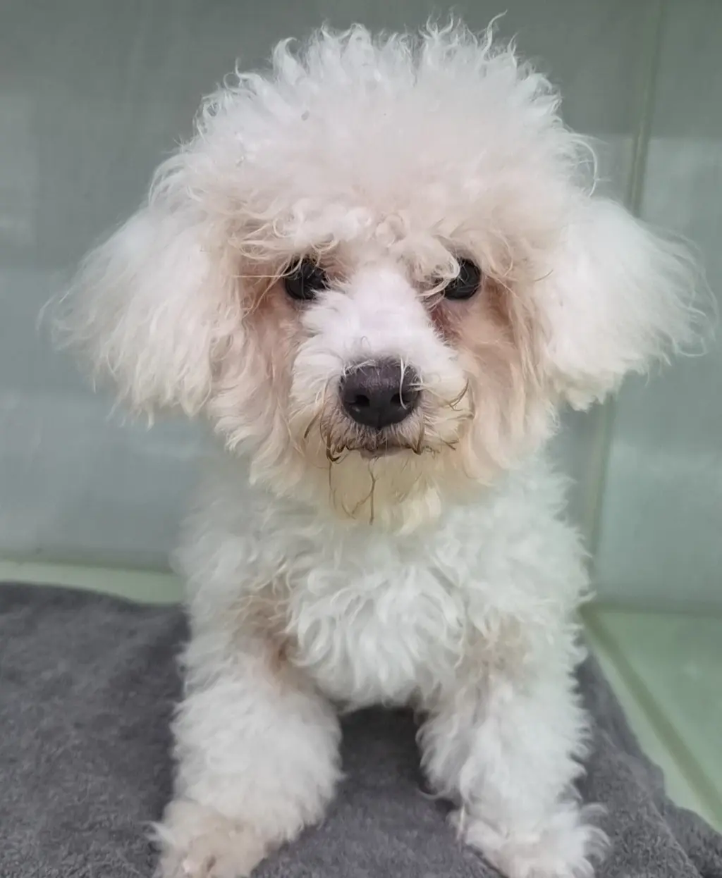 비숑 프리제 보호중 사진